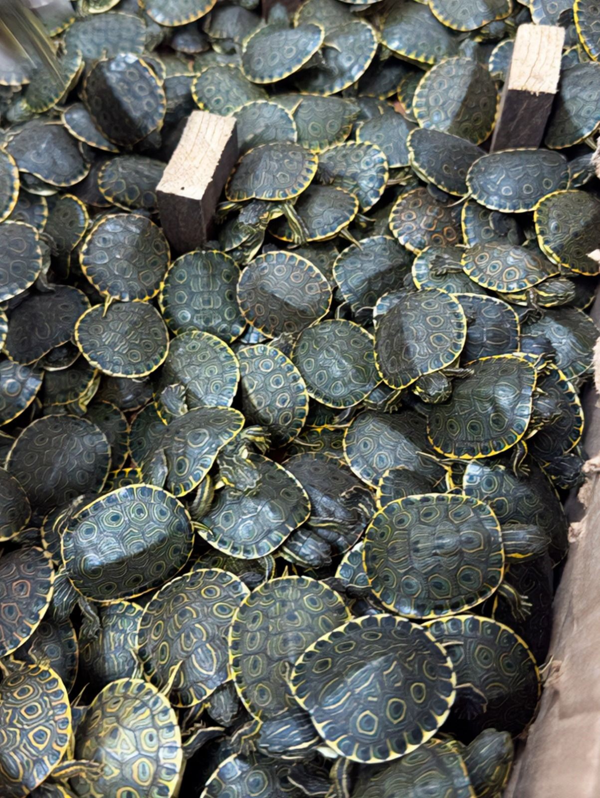 Imagem da noticia Polícia apreende carga ilegal com 3400 filhotes de tartaruga no México 
