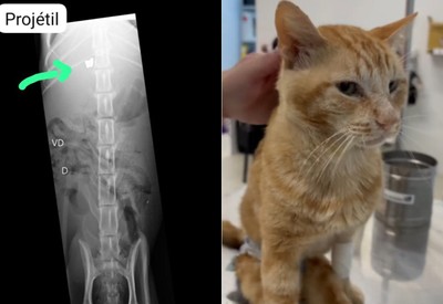 Morre gato atingido por tiro de chumbinho na Zona Sudoeste do Rio