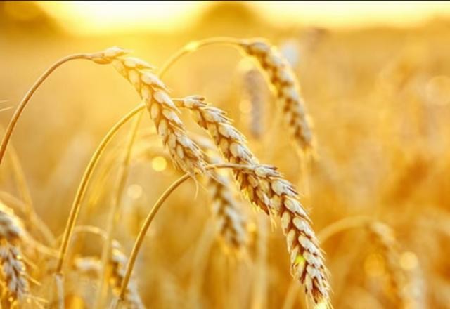 Imagem da noticia Governo destina R$ 400 milhões para apoiar produção de trigo