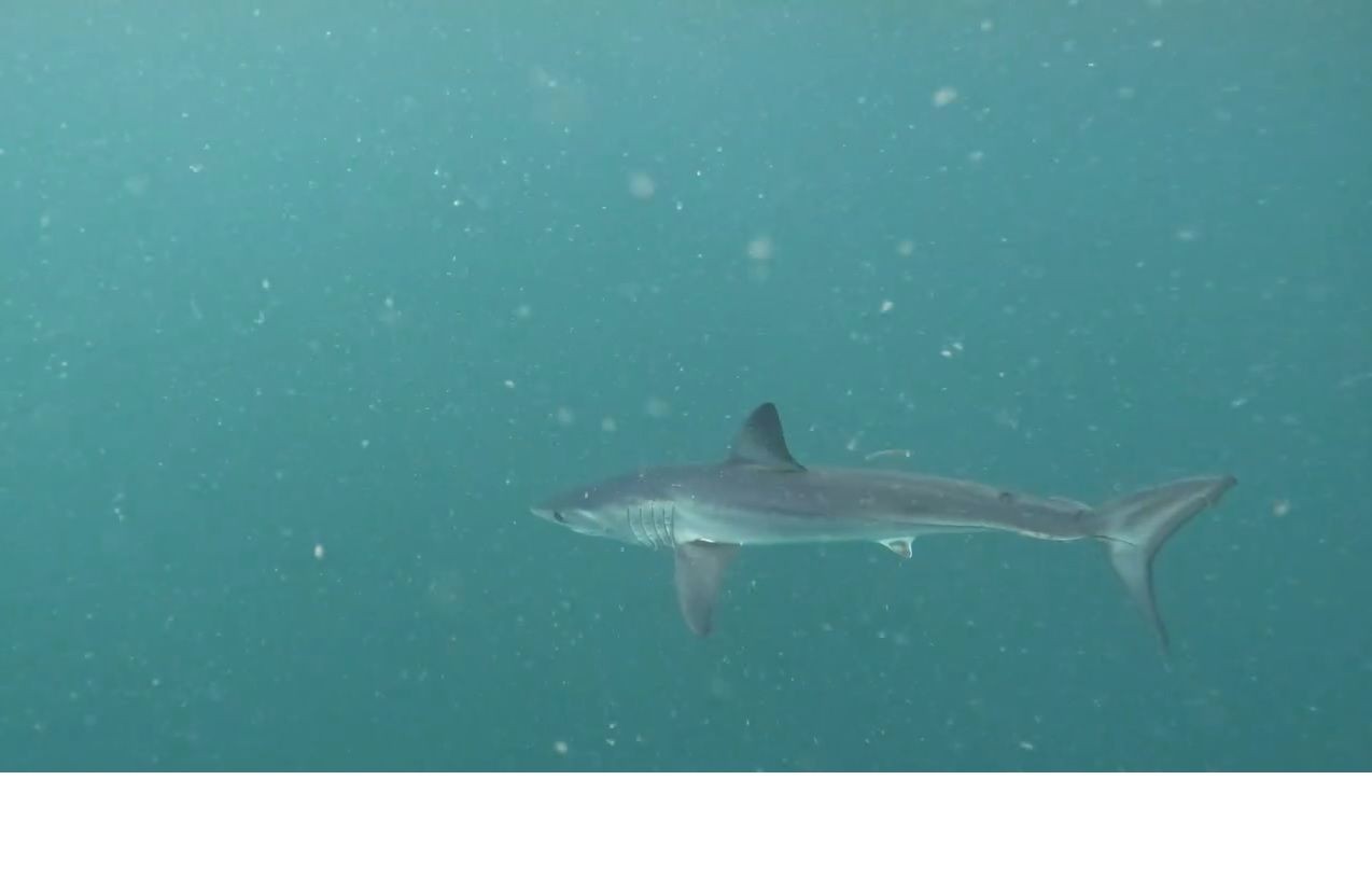 Imagem da noticia Tubarão-mako ameaçado de extinção é flagrado entre Ipanema e as Ilhas Cagarras