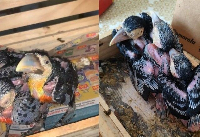 Imagem da noticia Homem é preso por vender filhotes de tucano em São Paulo