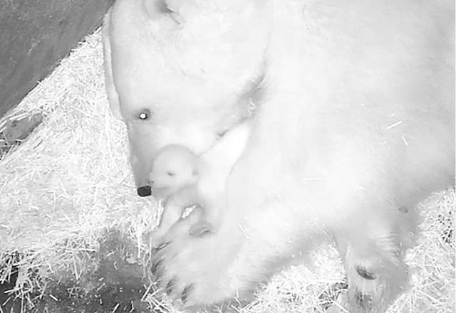 Imagem da noticia Nasce primeiro urso polar da América Latina no Aquário de São Paulo