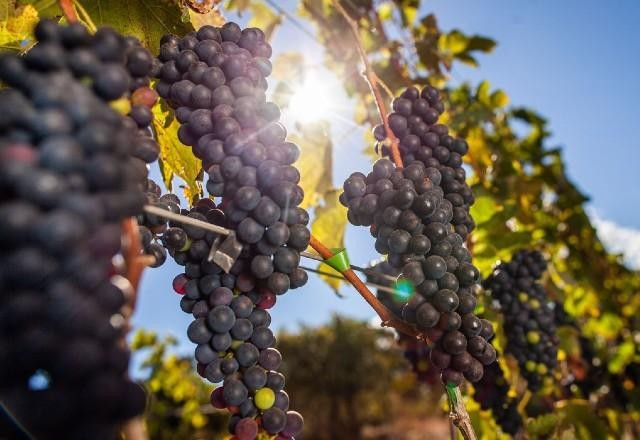 Imagem da noticia RS: Estiagem reduz safras, mas melhora qualidade das uvas