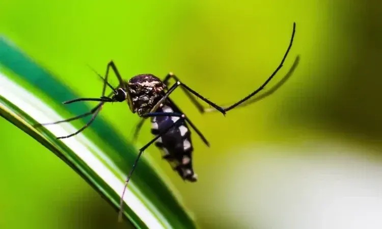 Imagem da noticia Por que os casos de dengue caíram 78,8% em 2025?