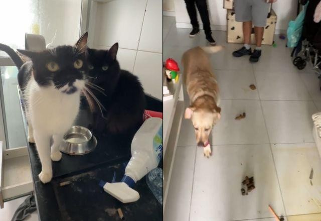 Imagem da noticia Bruna Surfistinha é denunciada por abandono de animais