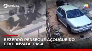 Animais invadem casa e supermercado em ataques inesperados no CE e MG | #SBTNoticias Animais invadem casa e supermercado em ataques inesperados no CE e MG | #SBTNoticias