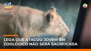 Leona, leoa que matou jovem em zoo de João Pessoa (PB), não será sacrificada | #AloVoce Leona, leoa que matou jovem em zoo de João Pessoa (PB), não será sacrificada | #AloVoce