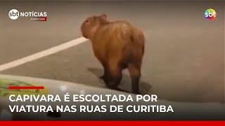 Capivara é escoltada pela Polícia Militar pelas ruas de Curitiba | #SBTNotícias Capivara é escoltada pela Polícia Militar pelas ruas de Curitiba | #SBTNotícias