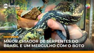 Expedição Animal visita maior criador de serpentes do Brasil e mergulha com boto | #SBTNotícia Expedição Animal visita maior criador de serpentes do Brasil e mergulha com boto | #SBTNotícia