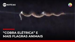 Cobra é flagrada rastejando em fio elétrico e bombeiros fazem resgate inusitado | #SBTNoticias Cobra é flagrada rastejando em fio elétrico e bombeiros fazem resgate inusitado | #SBTNoticias
