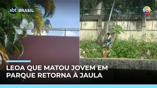 Leoa que matou jovem volta à jaula; parque é investigado por irregularidades | #SBTBrasil Leoa que matou jovem volta à jaula; parque é investigado por irregularidades | #SBTBrasil