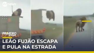 Leão escapa de caminhão e pula no meio de estrada na África do Sul | #PrimeiroImpacto Leão escapa de caminhão e pula no meio de estrada na África do Sul | #PrimeiroImpacto