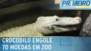 Crocodilo albino engole setenta moedas em zoológico dos EUA | Primeiro Impacto (21/02/24)