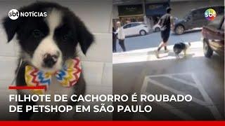 Homem rouba filhote de cachorro de petshop em São Paulo | #SBTNotícias Homem rouba filhote de cachorro de petshop em São Paulo | #SBTNotícias