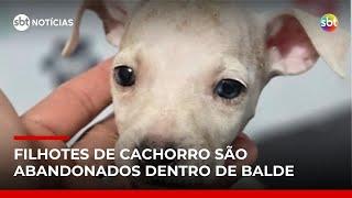 Homem é flagrado abandonando filhotes de cachorro no DF | #SBTNotícias Homem é flagrado abandonando filhotes de cachorro no DF | #SBTNotícias