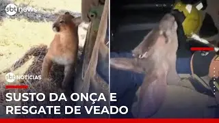 Onça-parda surpreende lavradores e bombeiros salvam veado de ataque no RS | #SBTNoticias Onça-parda surpreende lavradores e bombeiros salvam veado de ataque no RS | #SBTNoticias