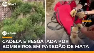 Cadela é resgatada por bombeiros após quatro dias presa em paredão de mata | #SBTManhã Cadela é resgatada por bombeiros após quatro dias presa em paredão de mata | #SBTManhã