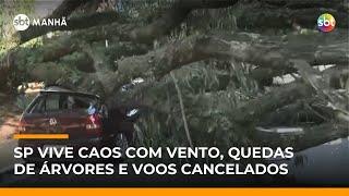 SP: Voos cancelados e quedas de árvores sobre carros após ventos de até 100 km/h | #SBTManhã SP: Voos cancelados e quedas de árvores sobre carros após ventos de até 100 km/h | #SBTManhã