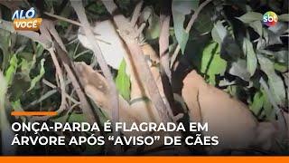 Onça-parda é flagrada em árvore no quintal de casa em Paiçandu (PR) | #AloVoce Onça-parda é flagrada em árvore no quintal de casa em Paiçandu (PR) | #AloVoce
