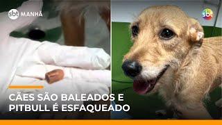 Cachorros são baleados no Rio; pitbull é esfaqueado e luta pela vida após ataque | #SBTManha Cachorros são baleados no Rio; pitbull é esfaqueado e luta pela vida após ataque | #SBTManha