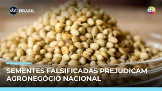 Sementes falsificadas movimentam R$ 10 bilhões e prejudicam agronegócio Sementes falsificadas movimentam R$ 10 bilhões e prejudicam agronegócio