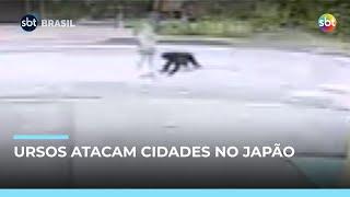 Japão mobiliza exército após mais de 100 ataques ursos no país Japão mobiliza exército após mais de 100 ataques ursos no país