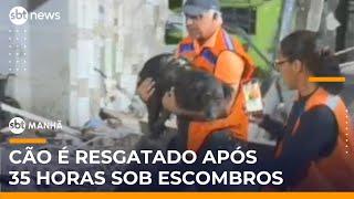 Cachorro é resgatado com vida após 35 horas sob escombros em Olinda (PE) | #SBTManha Cachorro é resgatado com vida após 35 horas sob escombros em Olinda (PE) | #SBTManha
