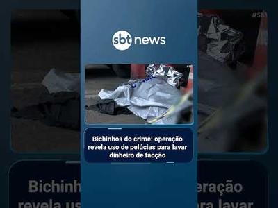 Maior facção do país usava bichinhos de pelúcia para lavar dinheiro, aponta investigação | #SBTBrasil Maior facção do país usava bichinhos de pelúcia para lavar dinheiro, aponta investigação | #SBTBrasil