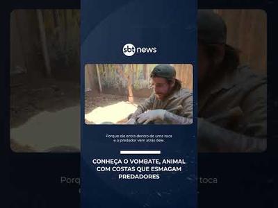 Expedição Animal: conheça o vombate, animal que esmaga predadores com as costas | #SBTNoticias Expedição Animal: conheça o vombate, animal que esmaga predadores com as costas | #SBTNoticias