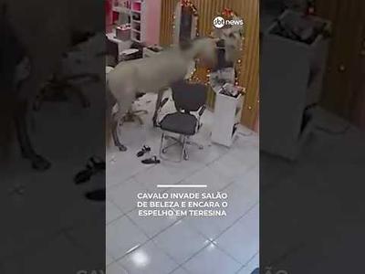 Cavalo invade salão de beleza e encara o espelho em Teresina Cavalo invade salão de beleza e encara o espelho em Teresina