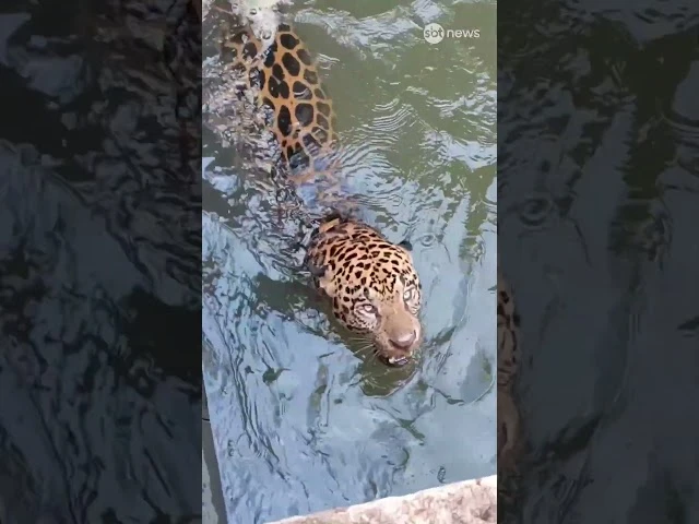 Onça-pintada presa em canal de usina no Mato Grosso é resgatada