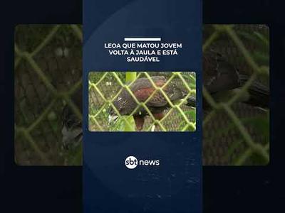Leoa que matou jovem volta à jaula; parque é investigado por irregularidades | #SBTBrasil Leoa que matou jovem volta à jaula; parque é investigado por irregularidades | #SBTBrasil