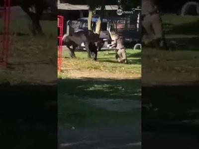 Touro é abatido após atacar pedestres e policiais em Porto Alegre Touro é abatido após atacar pedestres e policiais em Porto Alegre