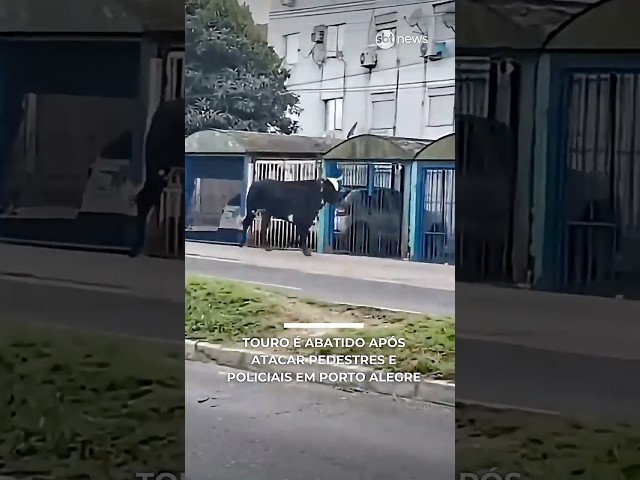 Touro é abatido após atacar pedestres e policiais em Porto Alegre