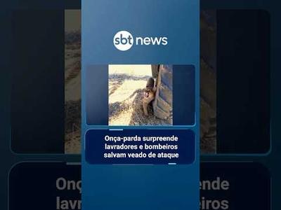 Onça-parda surpreende lavradores e bombeiros salvam veado de ataque no RS | #SBTNoticias Onça-parda surpreende lavradores e bombeiros salvam veado de ataque no RS | #SBTNoticias