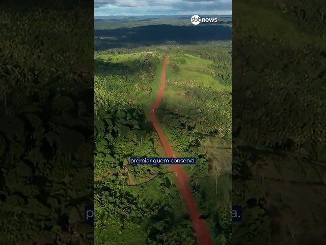 Entenda o que propõe o Fundo Florestas Tropicais para Sempre (TFFF) e como vai funcionar