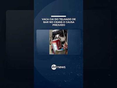 Vaca cai do telhado de bar no Ceará e causa prejuízo | #SBTManhã Vaca cai do telhado de bar no Ceará e causa prejuízo | #SBTManhã