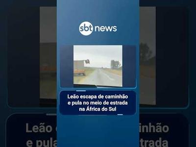Leão escapa de caminhão e pula no meio de estrada na África do Sul | #PrimeiroImpacto Leão escapa de caminhão e pula no meio de estrada na África do Sul | #PrimeiroImpacto