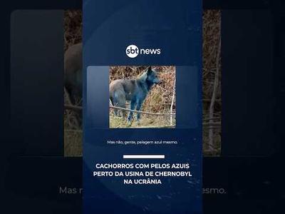 Cães com pelos azuis são vistos perto da antiga usina de Chernobyl na Ucrânia | #SBTManha Cães com pelos azuis são vistos perto da antiga usina de Chernobyl na Ucrânia | #SBTManha