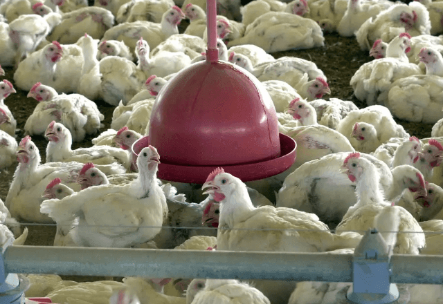 Imagem da noticia Governo confirma primeiro foco de gripe aviária em granja comercial no Rio Grande do Sul