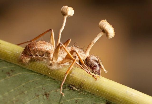 Imagem da noticia Fungo de "The Last of Us" não é perigoso e pode ser usado em remédios