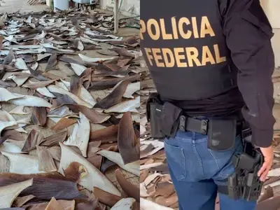 PF fecha ponto ilegal com 1,5 tonelada de barbatanas de tubarão na Bahia PF fecha ponto ilegal com 1,5 tonelada de barbatanas de tubarão na Bahia