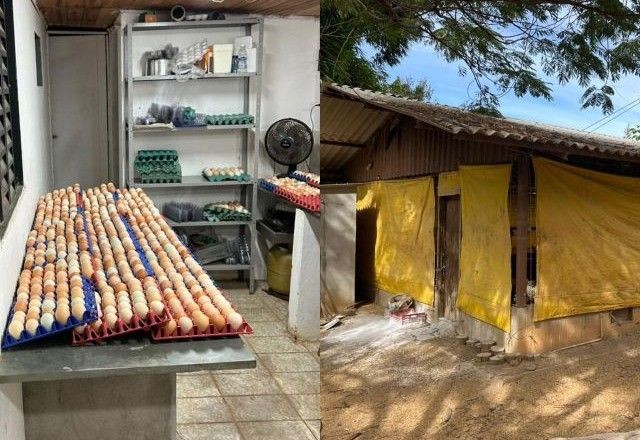 Imagem da noticia Ratos, piolhos e pulgas: mais de 1.200 ovos contaminados são apreendidos em granja do DF