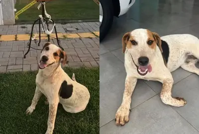 Cão comunitário "Abacate" é baleado e morre no Paraná em meio à comoção nacional por "Orelha" Cão comunitário "Abacate" é baleado e morre no Paraná em meio à comoção nacional por "Orelha"