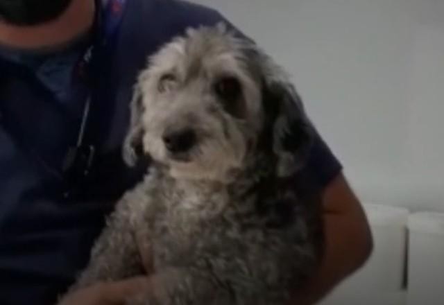 Imagem da noticia Cadela resgatada em cratera na Dutra é devolvida aos donos