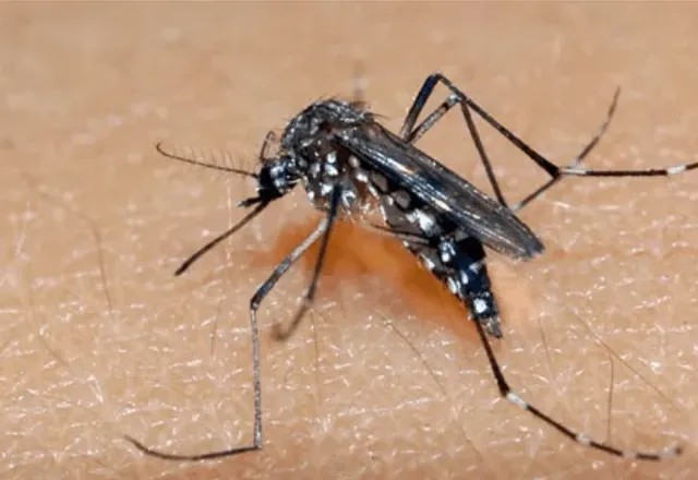 Imagem da noticia OMS alerta para risco de nova grande epidemia de Chikungunya no mundo; entenda