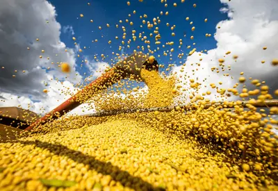 Exportação do agronegócio do Brasil teve receita recorde para outubro, diz governo Exportação do agronegócio do Brasil teve receita recorde para outubro, diz governo