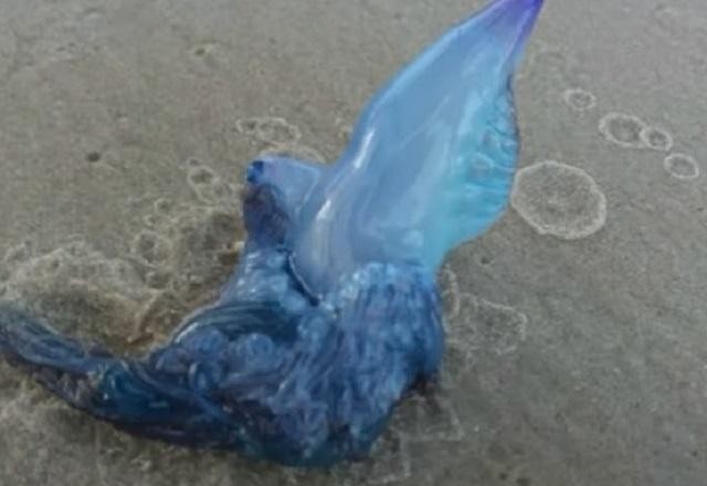 Imagem da noticia Mais de 800 casos de queimadura por água-viva são registrados no RS