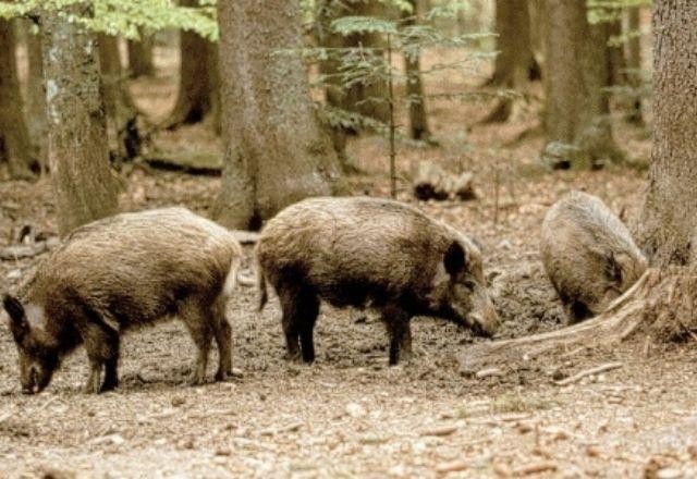 Imagem da noticia Regiões da Itália pedem ações após 'invasão' de javalis selvagens