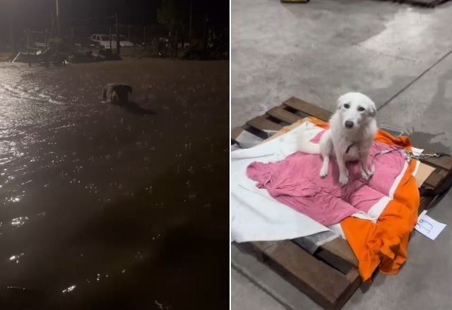 Imagem da noticia Enchentes voltam a atingir Santa Cruz do Sul (RS) e mais de 70 animais são resgatados